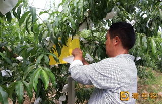 句容農(nóng)民妙招頻出，綠色農(nóng)產(chǎn)品這樣“種”成