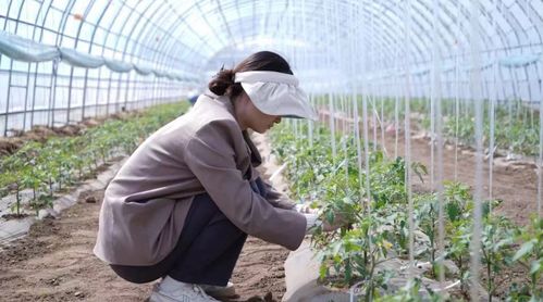 科技小院與共享菜園 科班研究生入村，為農(nóng)產(chǎn)品種植注入新生機(jī)