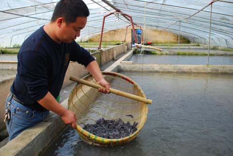 專業(yè)水產(chǎn)養(yǎng)殖場大量供應優(yōu)質(zhì)金絲鯰魚苗與有機鯰魚苗批發(fā)