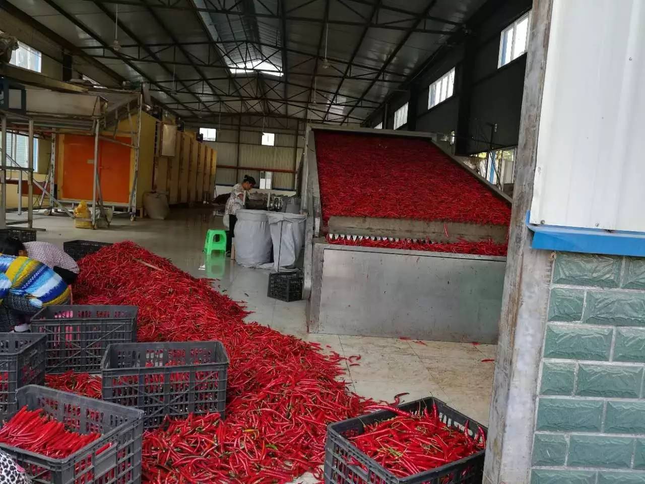 旺草“紅”了！水產養殖新路徑探秘
